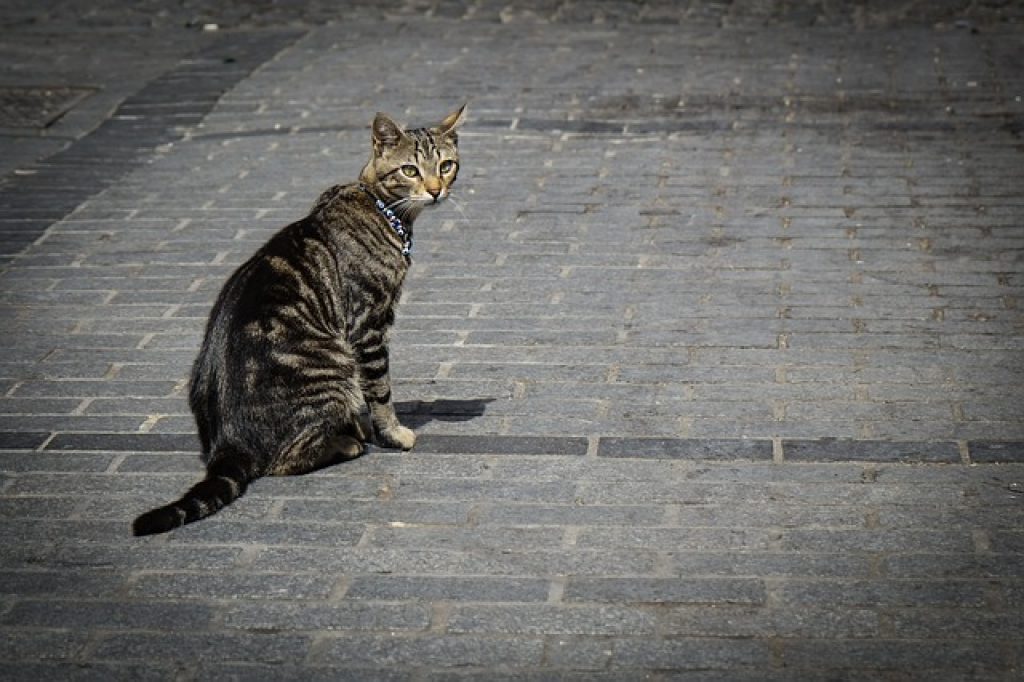 traceur gps pour chats