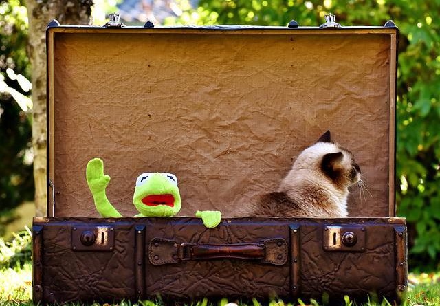 voyager avec un chat